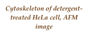 Cytoskeleton of detergent-treated HeLa cell, AFM image